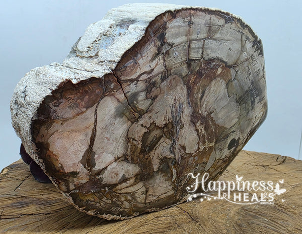 Petrified Wood