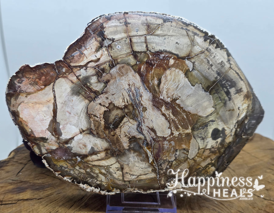 Petrified Wood