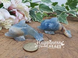 Blue Onyx Dolphins