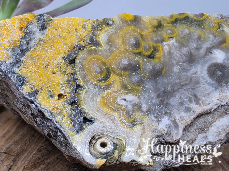 Bumblebee Jasper Freeform – Courage, Positivity & Transformation