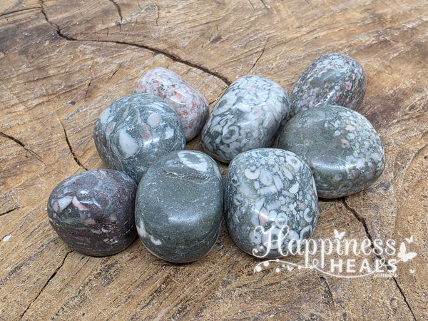 Shell Fossil Jasper