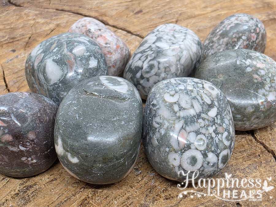 Shell Fossil Jasper