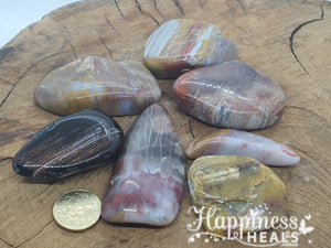 Rainbow Wood Petrified Wood