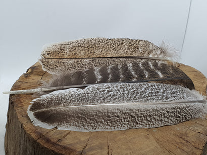 Feathers - Smuding