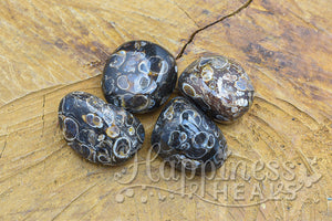 Turritella Agate (Tumbled)